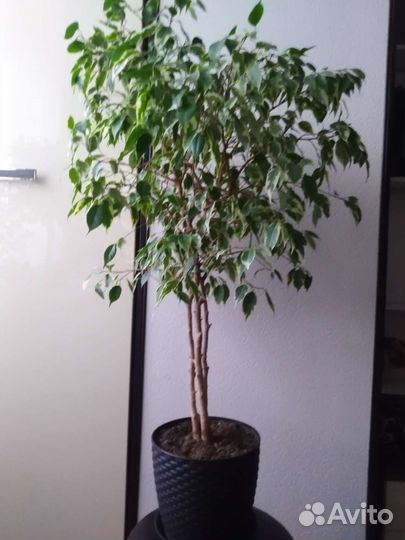 Фикус бенджамина пестролистный