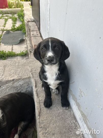 Щеночки в добрые ручки