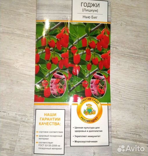 Годжи подросшее растение