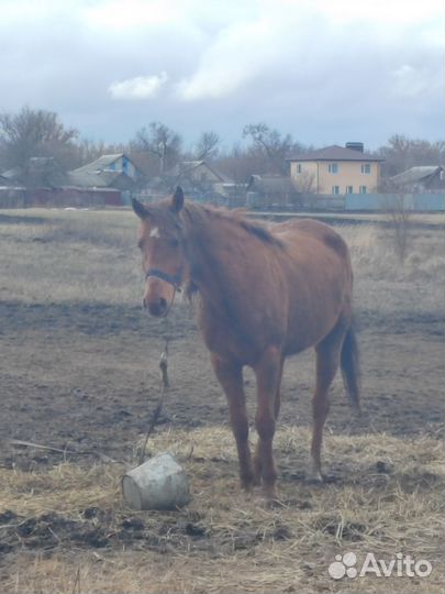 Арабские лошади