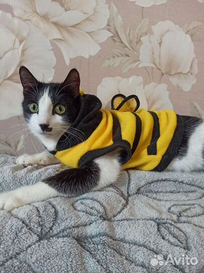 Кот мальчик