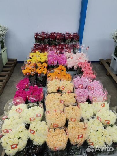Розы Цветы Букеты 25 51 101 301 501 опт