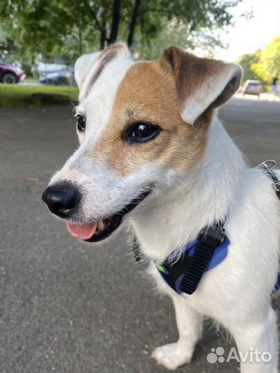 Выгул собак