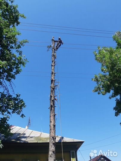 Спил деревьев