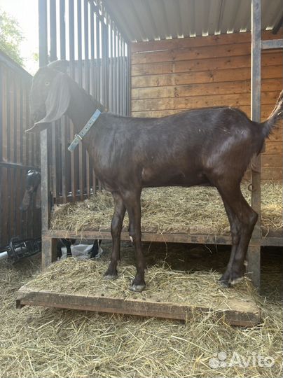 Коза Битал 100 %