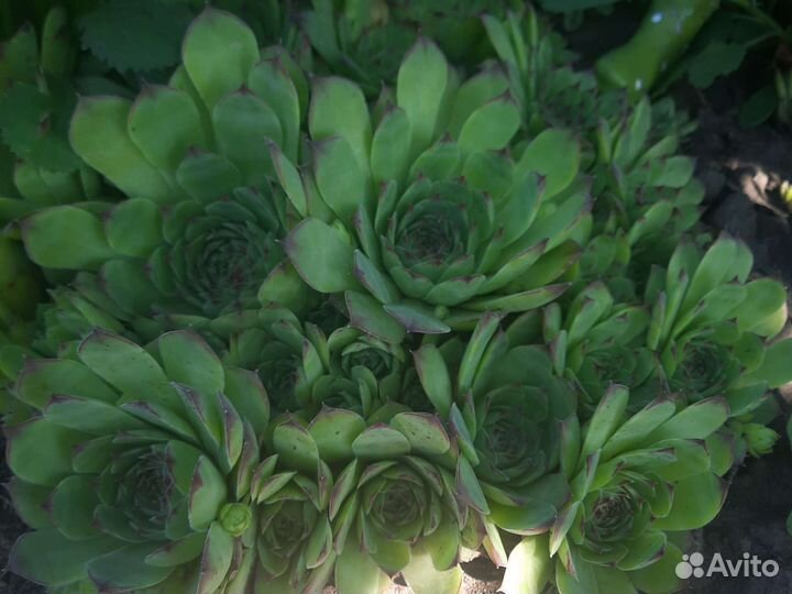 Растение для альпийской горки