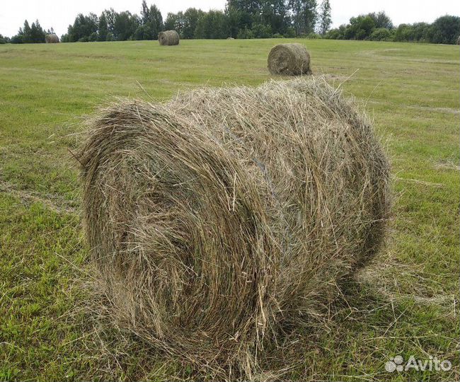 Сено в рулонах 2023