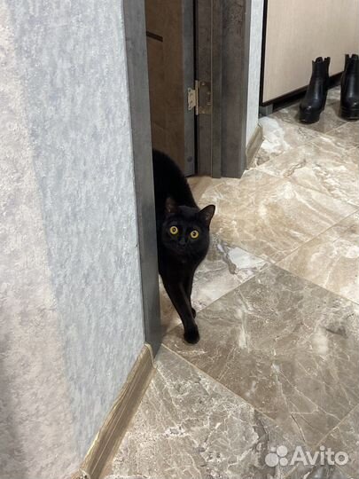 Кошка в дар бесплатно