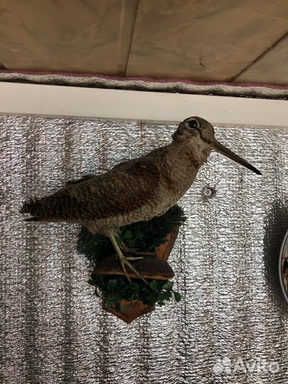 Чучело «Вальдшнеп»