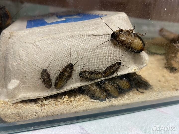 Мадагаскарский шипящий таракан