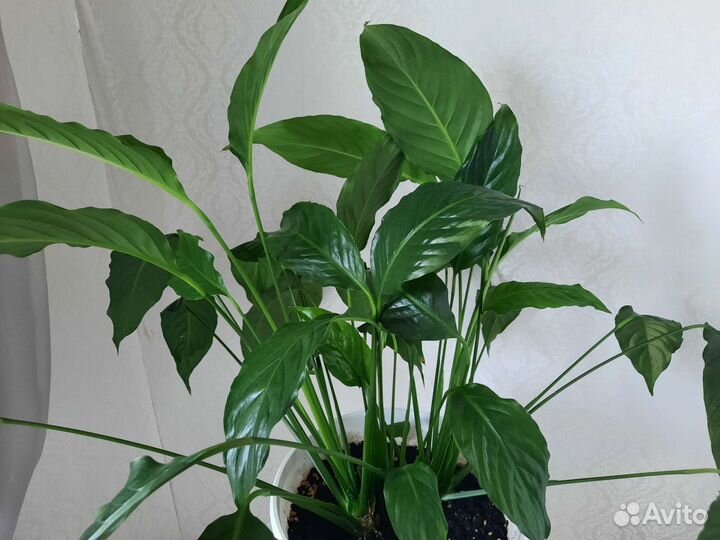 Спатифиллум