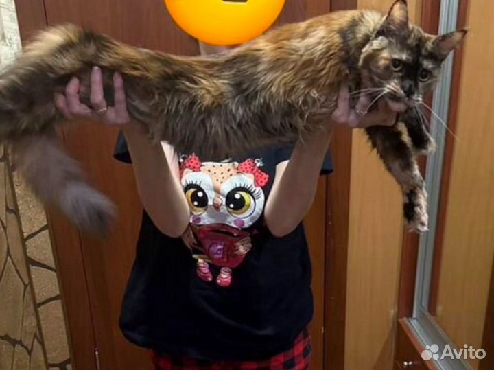 Мейн-кун вязка (девочка)