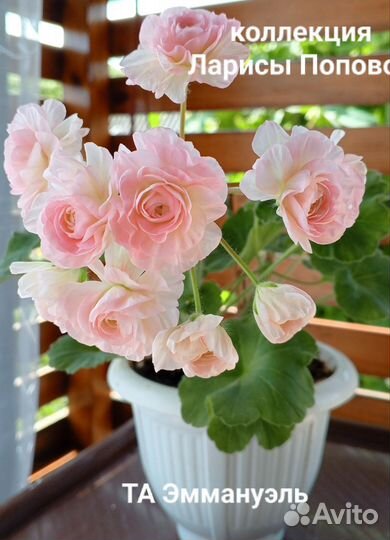 Сортовые пеларгонии