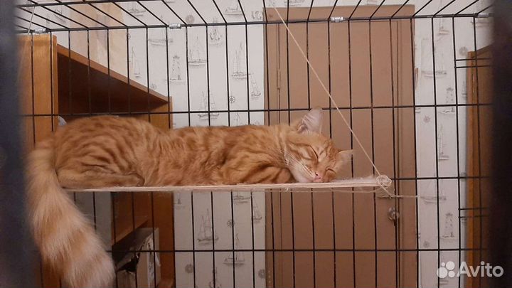 Рыжий молодой кот