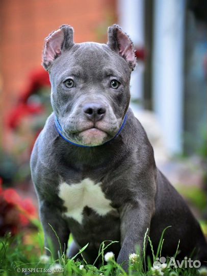 Американский булли покет