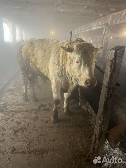 Быки на мясо 450 за кг.Со справками