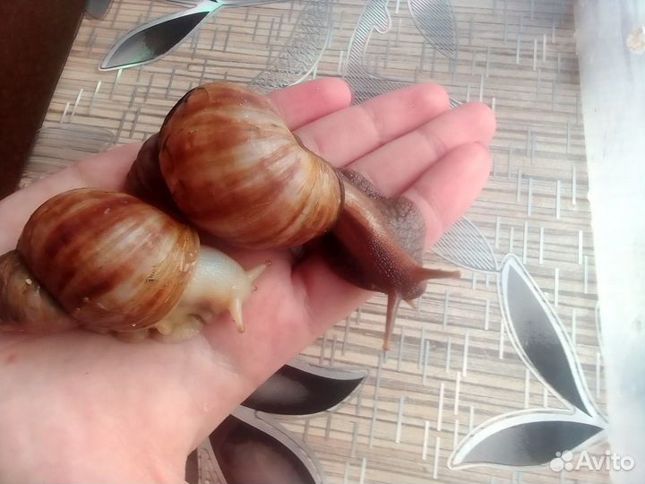 Улиточки ахатины разные