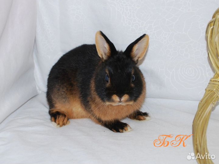 Карликовый кролик огненный тан