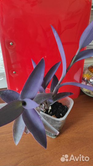 Традесканция