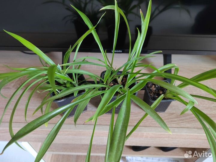 Хлорофитум