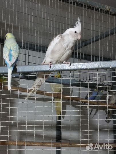 Попугай корелла