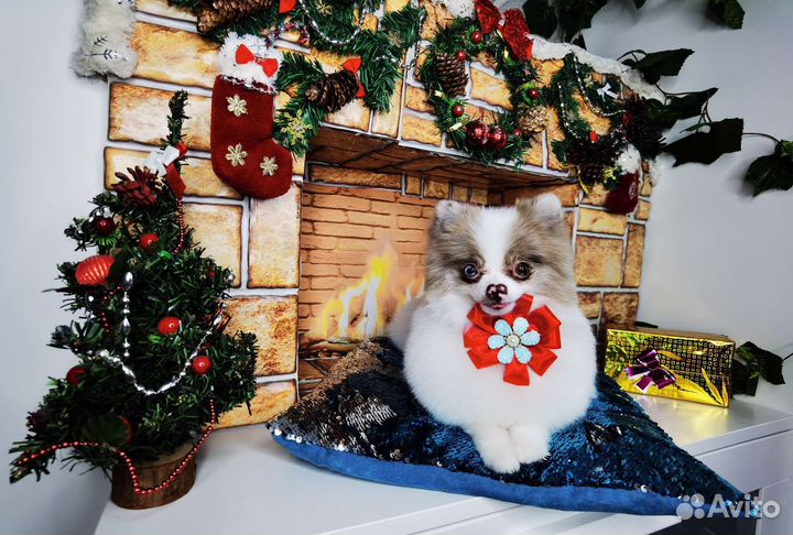 Груминг Стрижка собак и кошек