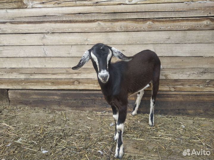 Козлик, козочки