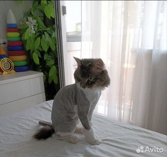 Груминг кошек (прочтите описание)