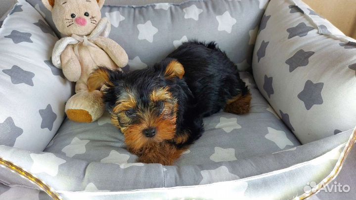 Щенки Йоркширского терьера милашки