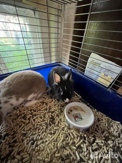 Декоративные кролики