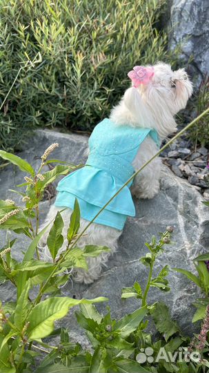 Одежда для маленьких собак