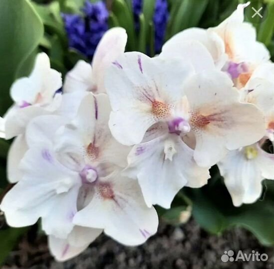 Орхидея Попкорн