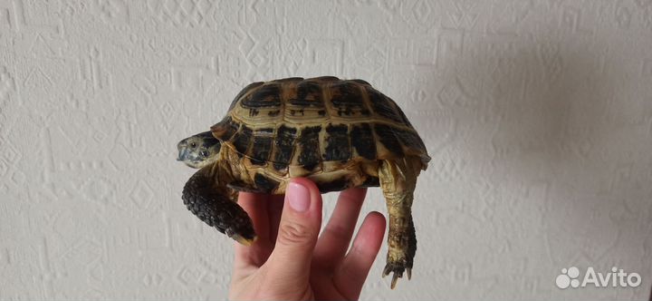 Черепаха только в готовые условия