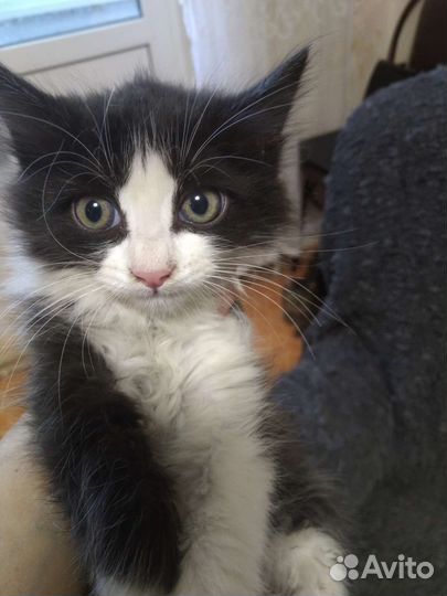 Котенок Тошка