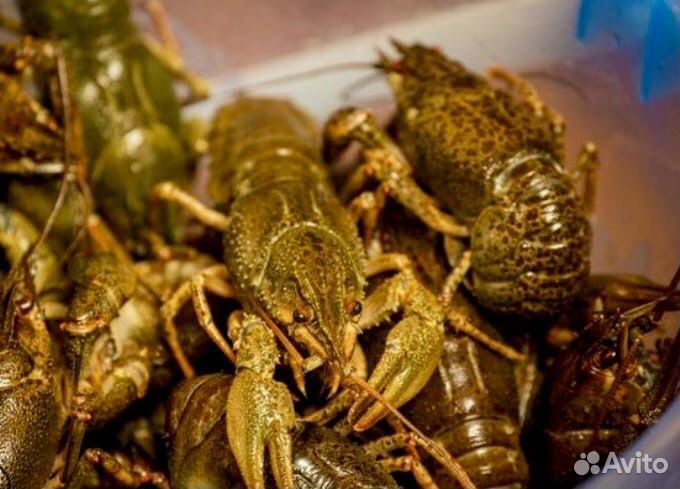 Раки живые, вареные Ракфорт