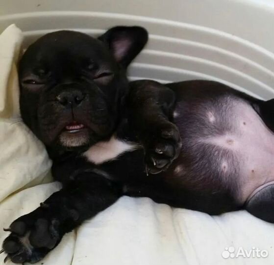 Французский бульдог щенки