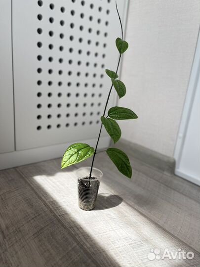 Клеродендрум томпсон