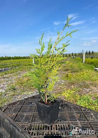 Купить туи Брабант