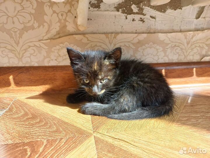 Кошка в дар бесплатно