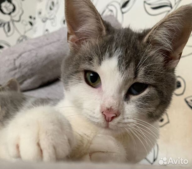 Котенок в добрые руки