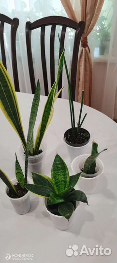 Крупная шикарная макушка фила 