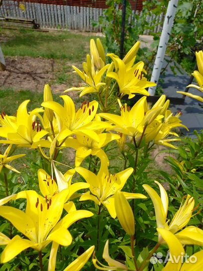 Лилии жёлтые, луковицы