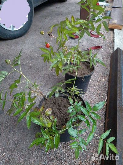 Тибетская малина Miao Miao, саженцы