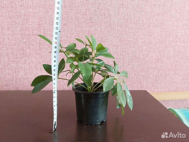 Шефлера, малочай