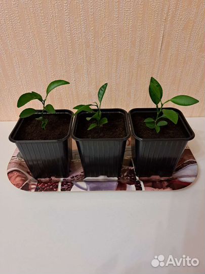 Мандариновое дерево