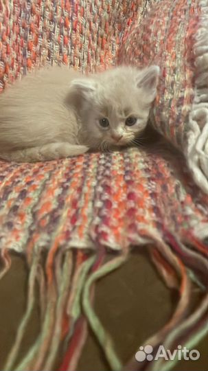 Котята