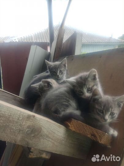 Котята отдам в добрые руки бесплатно
