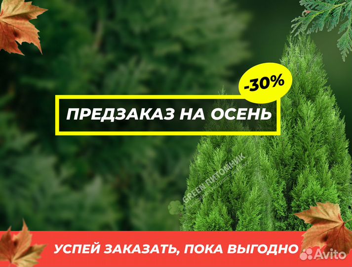 Туя западная Смарагд