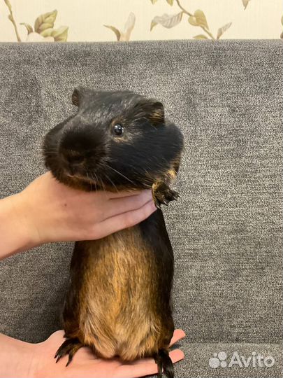 Самцы морских свинок для вязки