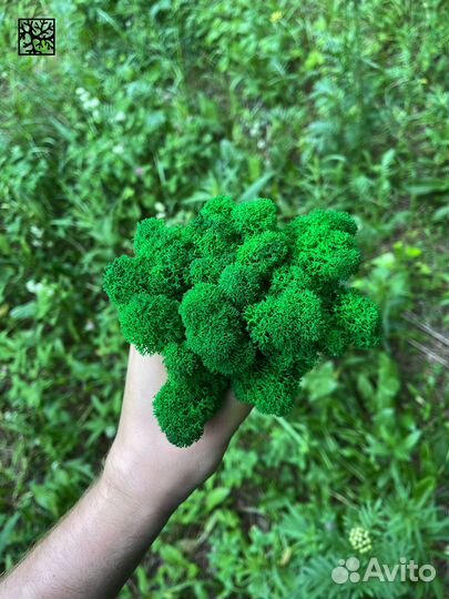 Эко-декор: стабилизированный мох, Тёмно-зелёный